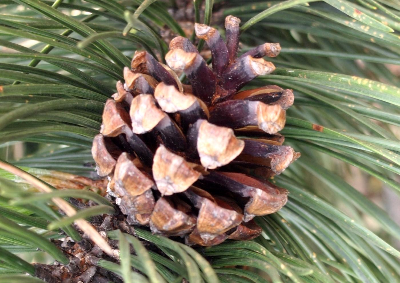 Pine, Mountain fruit